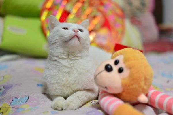 过年回家猫怎么办？过来人经验，完美解决出行后猫咪安置问题