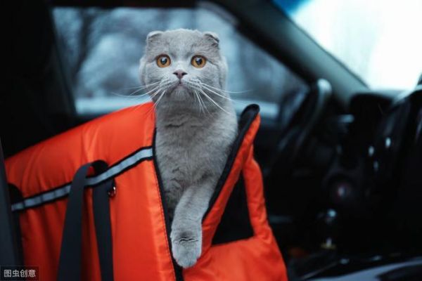 过年回家猫怎么办？过来人经验，完美解决出行后猫咪安置问题