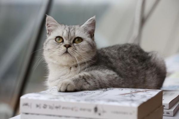 过年回家猫怎么办？过来人经验，完美解决出行后猫咪安置问题