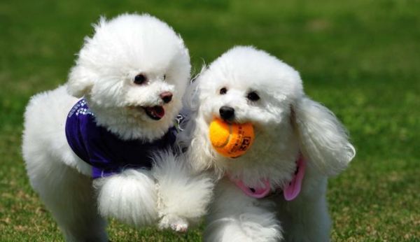 为什么狗狗会突然变得异常粘人(探究狗狗粘人的原因及应对方法)