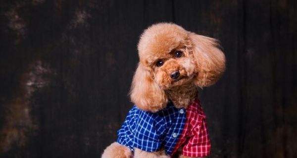 为什么狗狗会突然变得异常粘人(探究狗狗粘人的原因及应对方法)