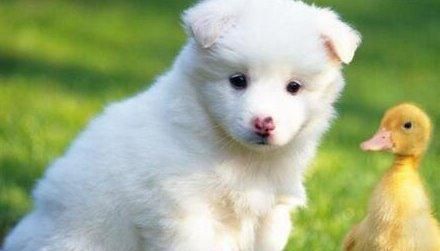 为什么狗狗会突然变得异常粘人(探究狗狗粘人的原因及应对方法)