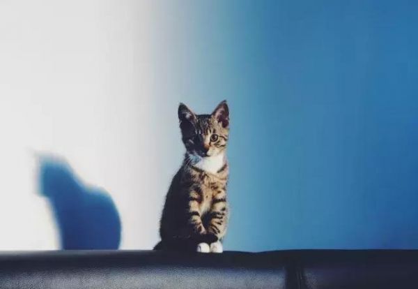 猫咪绝育会变瘦？没想到猫咪绝育还有这么多讲究