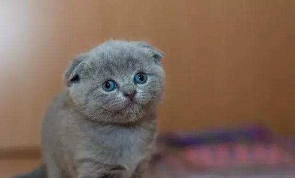 猫咪绝育会变瘦？没想到猫咪绝育还有这么多讲究