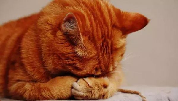 猫咪绝育会变瘦？没想到猫咪绝育还有这么多讲究