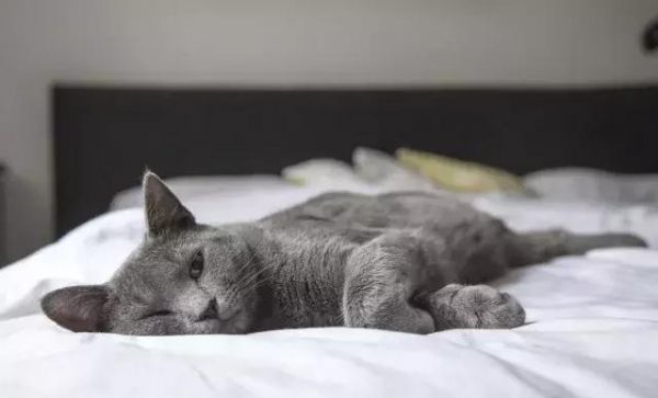 猫咪绝育会变瘦？没想到猫咪绝育还有这么多讲究