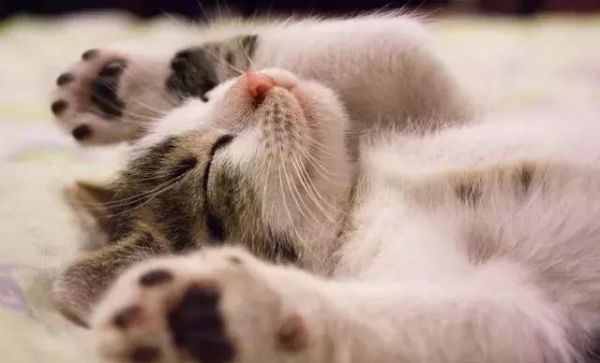 猫咪绝育会变瘦？没想到猫咪绝育还有这么多讲究