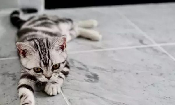 猫咪绝育会变瘦？没想到猫咪绝育还有这么多讲究