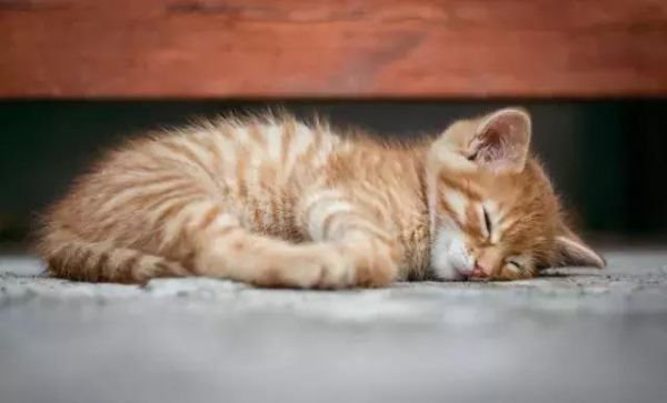 猫咪绝育会变瘦？没想到猫咪绝育还有这么多讲究