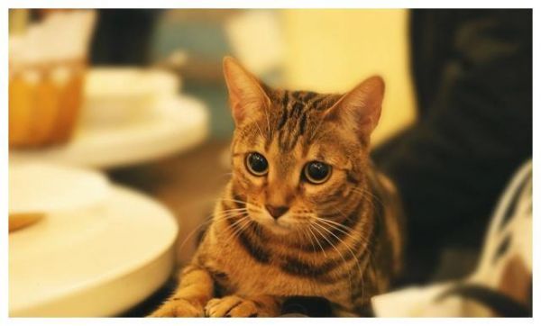 猫咪瘦小吃不胖，肠胃敏感怎么办？快用这个方法照顾敏感猫咪