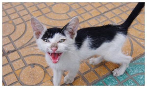 猫咪瘦小吃不胖，肠胃敏感怎么办？快用这个方法照顾敏感猫咪