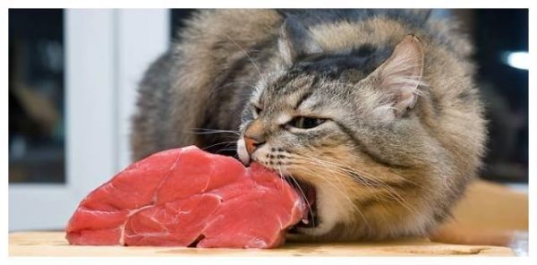 猫咪瘦小吃不胖，肠胃敏感怎么办？快用这个方法照顾敏感猫咪