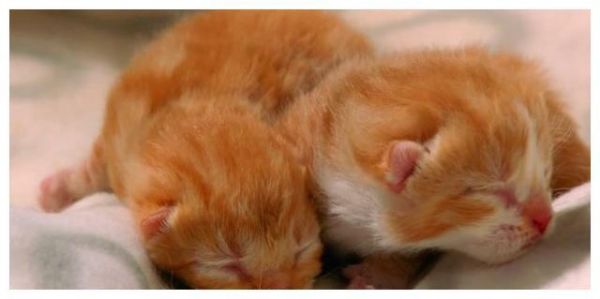 猫咪瘦小吃不胖，肠胃敏感怎么办？快用这个方法照顾敏感猫咪