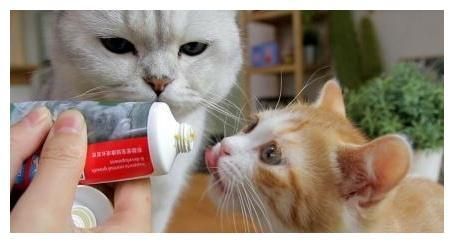 猫咪瘦小吃不胖，肠胃敏感怎么办？快用这个方法照顾敏感猫咪