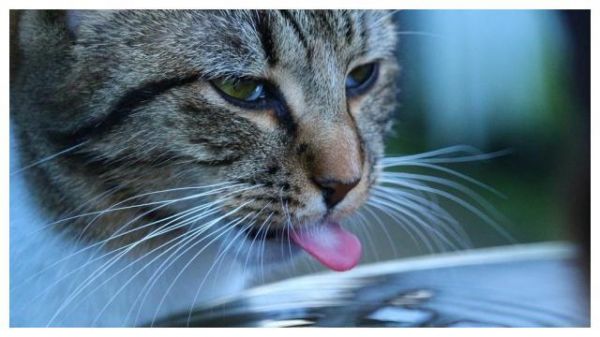 猫咪瘦小吃不胖，肠胃敏感怎么办？快用这个方法照顾敏感猫咪