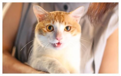 猫咪瘦小吃不胖，肠胃敏感怎么办？快用这个方法照顾敏感猫咪