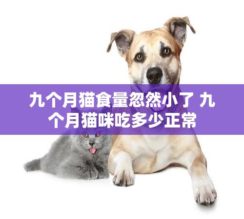 九個月貓食量忽然小了 九個月貓咪吃多少正常