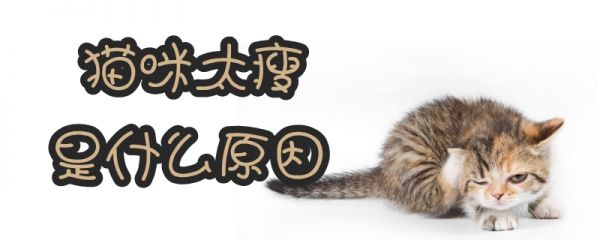 貓咪太瘦是什么原因