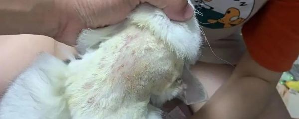 貓咪得了貓?zhí)\的原因，主要由犬小孢子菌感染引起