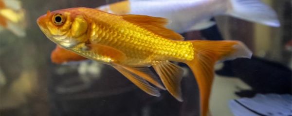 金魚不吃食是什么原因，怎么處理