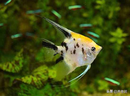 觀賞魚不吃東西，跑不出這 4 方面原因，在魚缸里找問題 