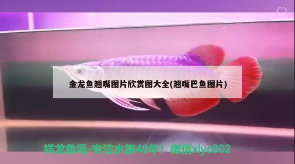 为什么鱼可以长时间不进食，鱼不吃食的补救的方法 观赏鱼 第2张