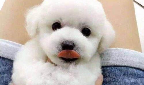 狗狗太胖怎么减肥