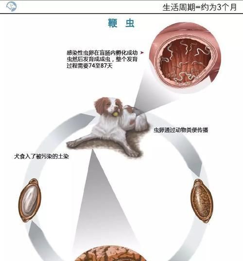 狗狗肚子大，小心寄生蟲（寵物健康的重要性和如何預(yù)防狗狗寄生蟲）