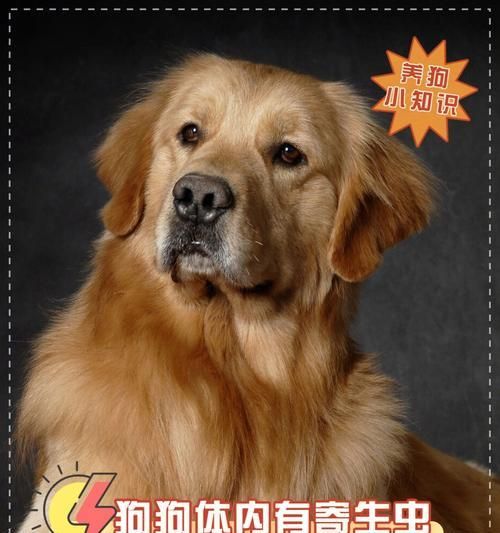 狗狗肚子大，小心寄生蟲（寵物健康的重要性和如何預(yù)防狗狗寄生蟲）