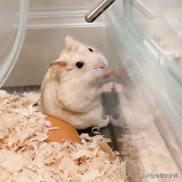 倉鼠到家后不喝水怎么辦？為讓鼠鼠健康成長，這些措施很有用