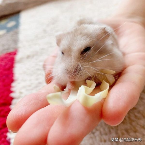 倉鼠到家后不喝水怎么辦？為讓鼠鼠健康成長，這些措施很有用