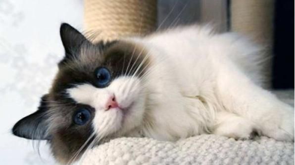 本是猫界“小仙女”，布偶猫养着养着却“秃了”，原来是这些原因