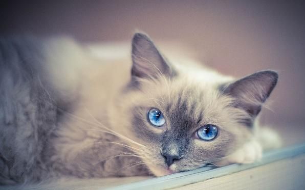 本是猫界“小仙女”，布偶猫养着养着却“秃了”，原来是这些原因