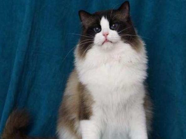 本是猫界“小仙女”，布偶猫养着养着却“秃了”，原来是这些原因