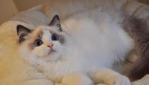 本是猫界“小仙女”，布偶猫养着养着却“秃了”，原来是这些原因