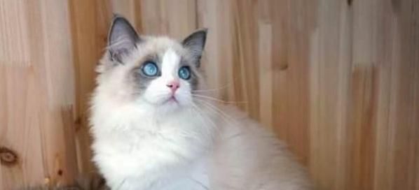 本是猫界“小仙女”，布偶猫养着养着却“秃了”，原来是这些原因