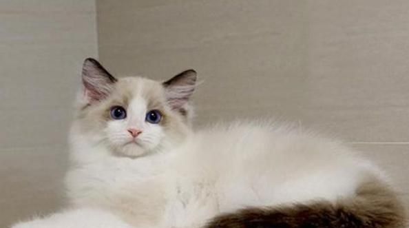 本是猫界“小仙女”，布偶猫养着养着却“秃了”，原来是这些原因