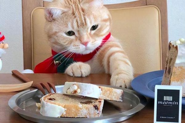 为什么说布偶猫谁养谁后悔孩子和父母的想法不一致