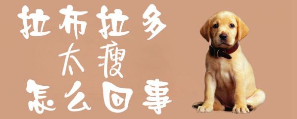 拉布拉多太瘦怎么回事1