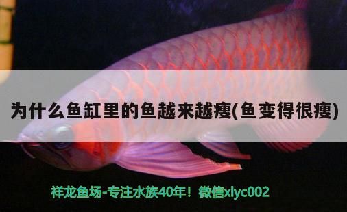 为什么鱼缸里的鱼越来越瘦(鱼变得很瘦) BD魟鱼