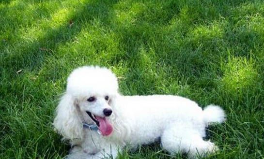 冬天狗狗突然特别能喝水怎么回事