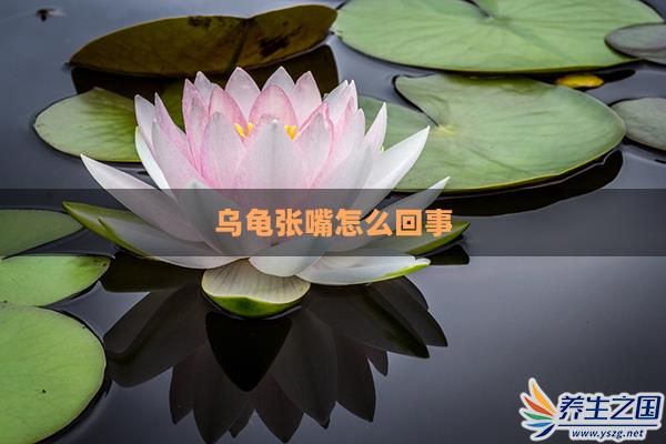 烏龜張嘴怎么回事