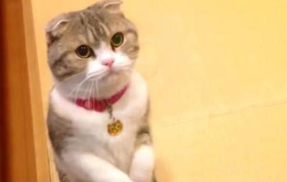 猫在床上拉屎拉尿的原因及处理方法