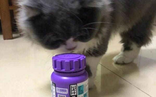 猫在床上拉屎拉尿的原因及处理方法