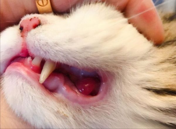 猫咪“口臭”的5大原因,附上预防措施,赶紧收藏