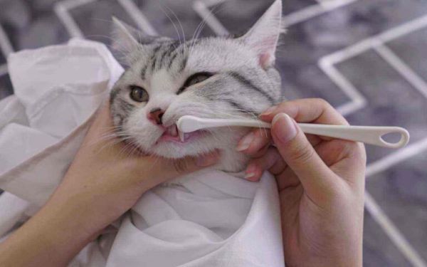 猫咪“口臭”的5大原因,附上预防措施,赶紧收藏