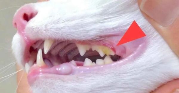 猫咪“口臭”的5大原因,附上预防措施,赶紧收藏