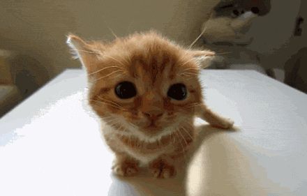 猫咪嗓子哑了叫不出声音是怎么回事?