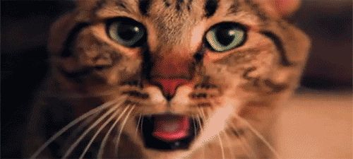 猫咪嗓子哑了叫不出声音是怎么回事?