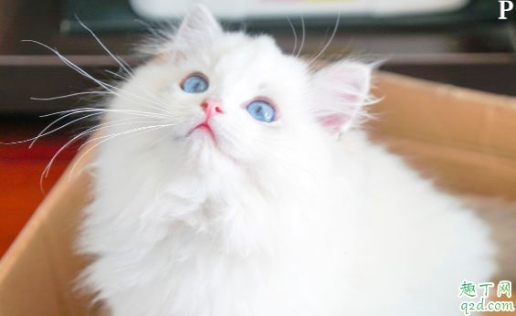 猫猫为何会出现口臭 如何改善猫咪口臭3